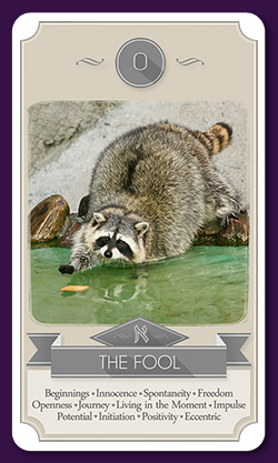 raccoon-tarot-13013