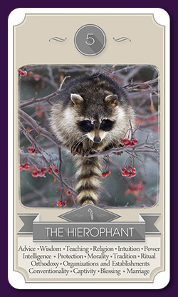 raccoon-tarot-13016